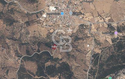 ÇANAKKALE EZİNE TAVAKLI 2420 M2 SATILIK ZEYTİNLİK