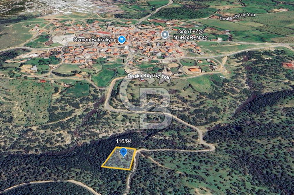 ÇANAKKALE EZİNE TAVAKLI 2420 M2 SATILIK ZEYTİNLİK