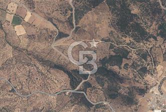 ÇANAKKALE EZİNE TAVAKLI SATILIK 2975 M2 ZEYTİNLİK - 7 - 351533