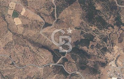 ÇANAKKALE EZİNE TAVAKLI SATILIK 2975 M2 ZEYTİNLİK