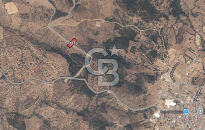 ÇANAKKALE EZİNE TAVAKLI SATILIK 2975 M2 ZEYTİNLİK