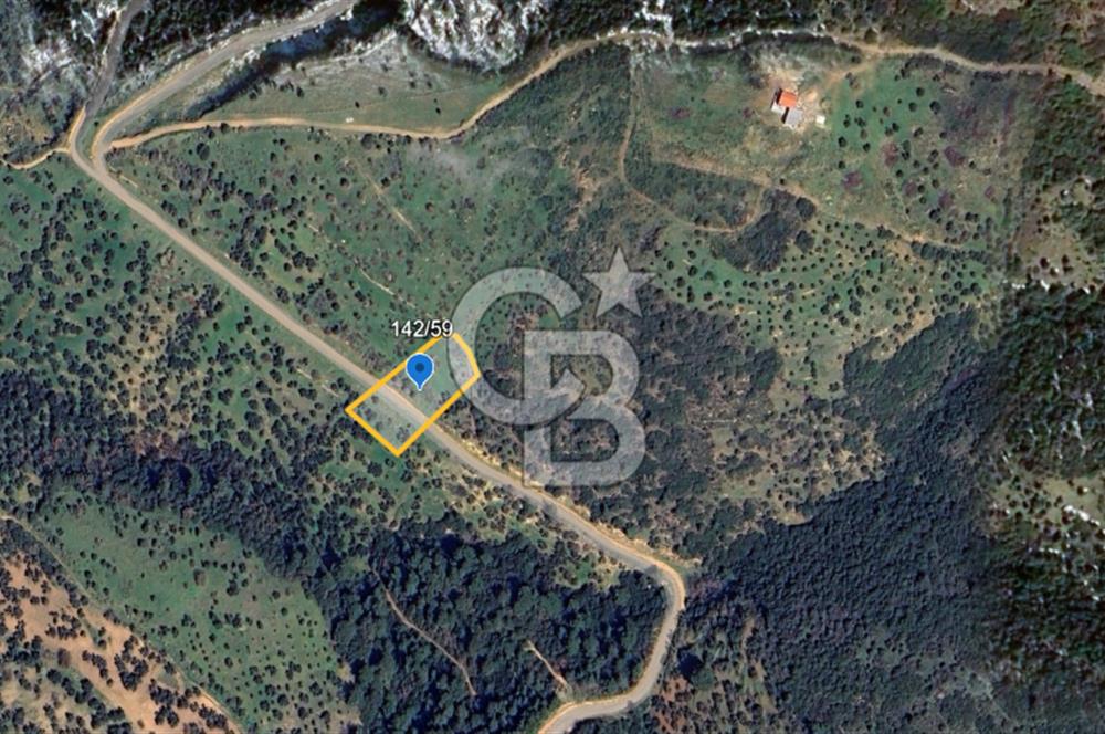 ÇANAKKALE EZİNE TAVAKLI SATILIK 2975 M2 ZEYTİNLİK