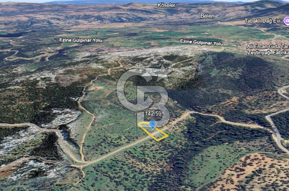 ÇANAKKALE EZİNE TAVAKLI SATILIK 2975 M2 ZEYTİNLİK