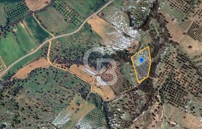ÇANAKKALE EZİNE TAVAKLI SATILIK 4848 M2 TARLA