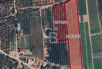 İZNİK'TE KÖY YERLEŞİM ALANINA YAKIN SATILIK ZEYTİNLİK - 1 - 351580