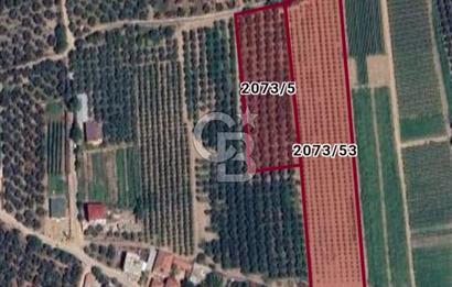 İZNİK'TE KÖY YERLEŞİM ALANINA YAKIN SATILIK ZEYTİNLİK