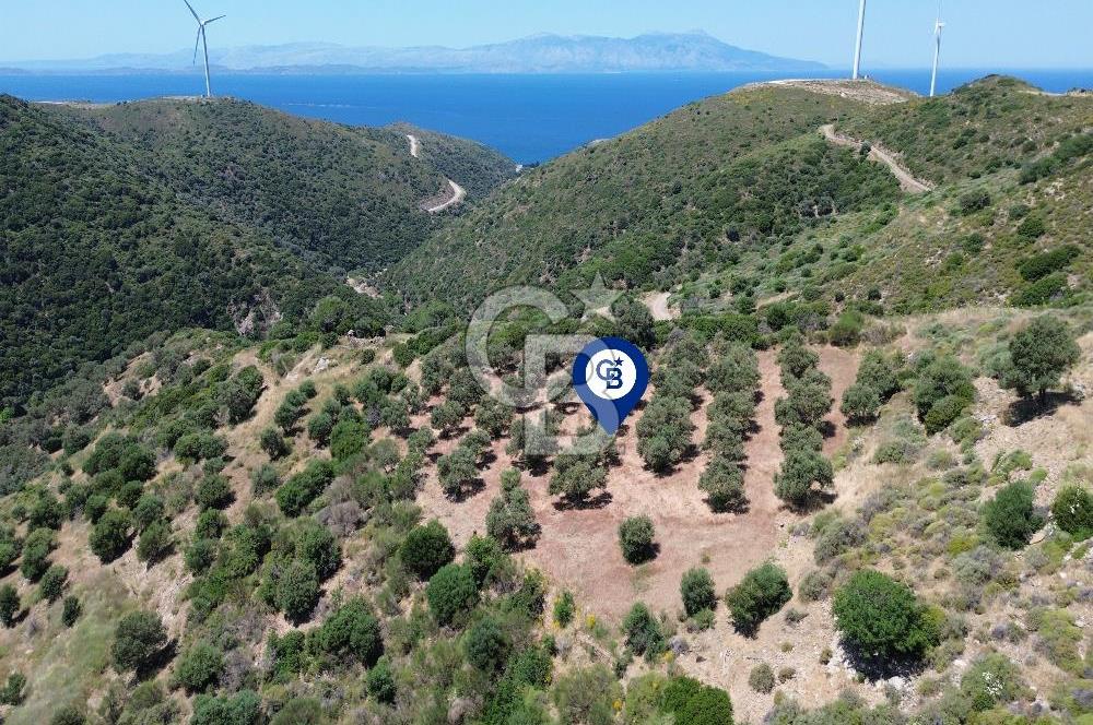Sarpıncık'ta 5437 m² Yatırımlık Tarla&Üzüm Bağı