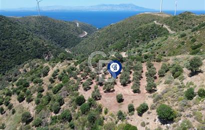 Sarpıncık'ta 5437 m² Yatırımlık Tarla&Üzüm Bağı