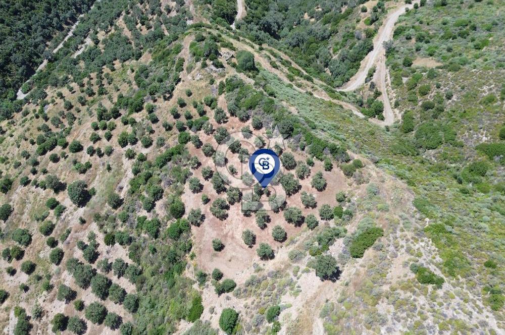Sarpıncık'ta 5437 m² Yatırımlık Tarla&Üzüm Bağı