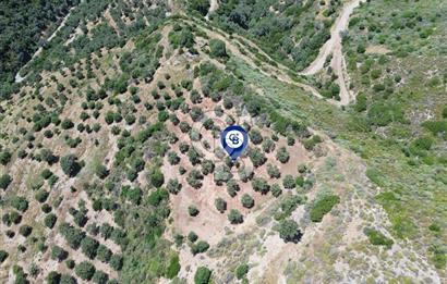 Sarpıncık'ta 5437 m² Yatırımlık Tarla&Üzüm Bağı
