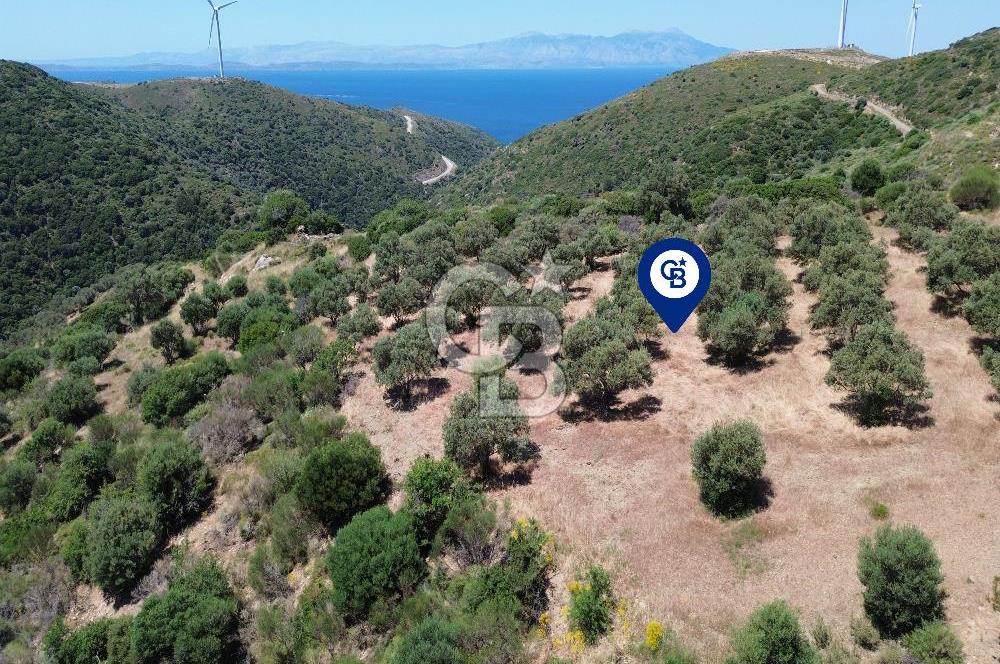 Sarpıncık'ta 5437 m² Yatırımlık Tarla&Üzüm Bağı