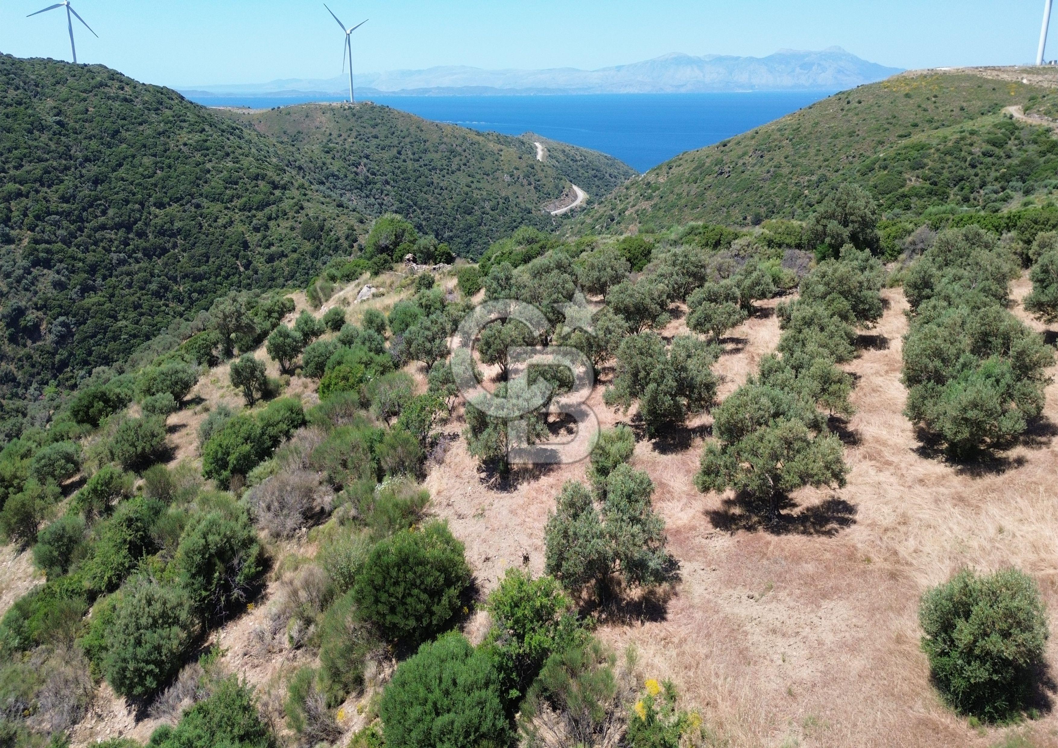 Sarpıncık'ta 5437 m² Yatırımlık Tarla&Üzüm Bağı