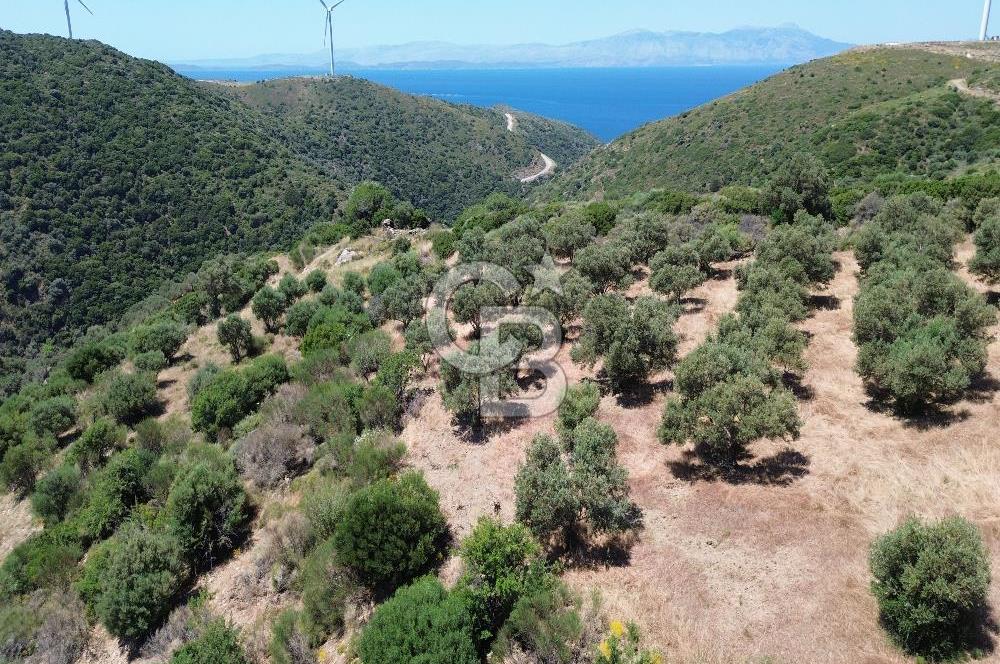 Sarpıncık'ta 5437 m² Yatırımlık Tarla&Üzüm Bağı