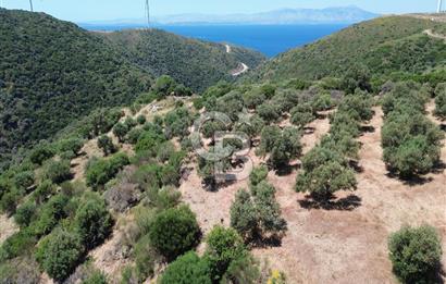 Sarpıncık'ta 5437 m² Yatırımlık Tarla&Üzüm Bağı