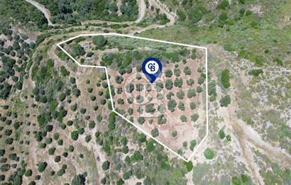 Sarpıncık'ta 5437 m² Yatırımlık Tarla&Üzüm Bağı