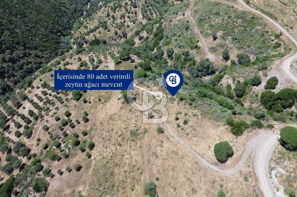 Karaburun Sarpıncık'ta 9.125 m² Satılık Tarla