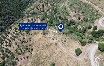 Karaburun Sarpıncık'ta 9.125 m² Satılık Tarla