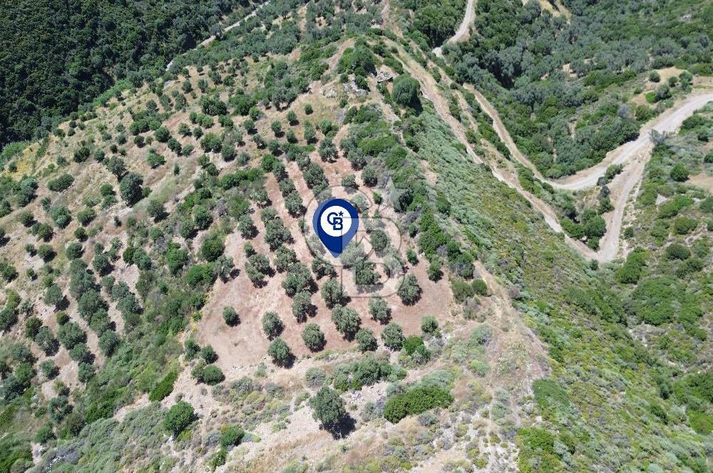 Sarpıncık'ta 5437 m² Yatırımlık Tarla&Üzüm Bağı