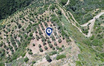 Sarpıncık'ta 5437 m² Yatırımlık Tarla&Üzüm Bağı