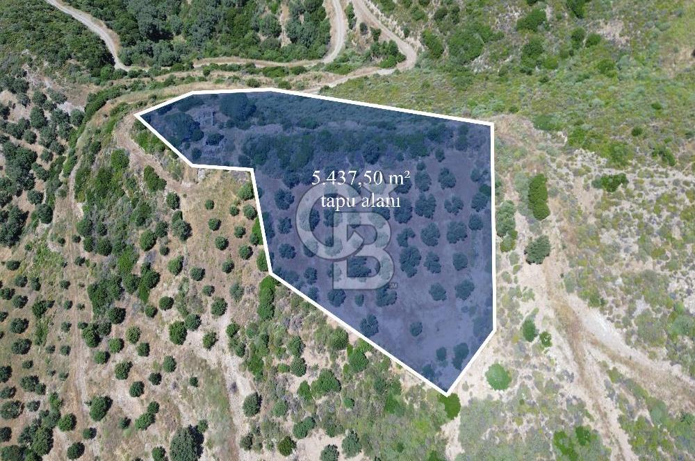 Sarpıncık'ta 5437 m² Yatırımlık Tarla&Üzüm Bağı