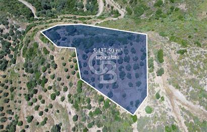 Sarpıncık'ta 5437 m² Yatırımlık Tarla&Üzüm Bağı