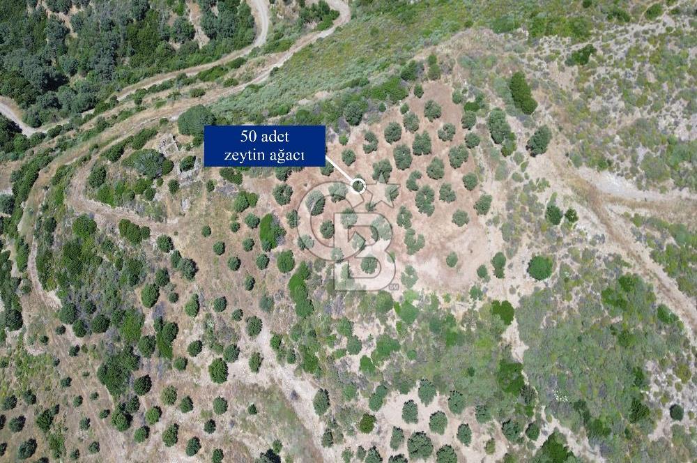 Sarpıncık'ta 5437 m² Yatırımlık Tarla&Üzüm Bağı