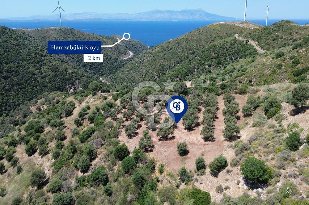 Sarpıncık'ta 5437 m² Yatırımlık Tarla&Üzüm Bağı