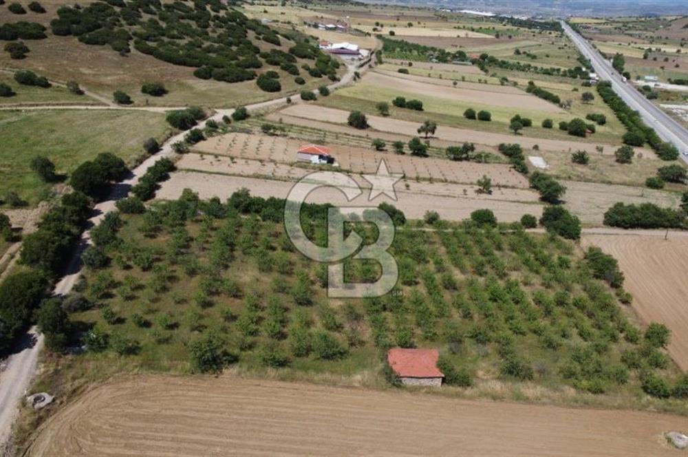 MANİSA KULA ZAFERİYE’DE 9217 m² BADEM BAHÇESİ