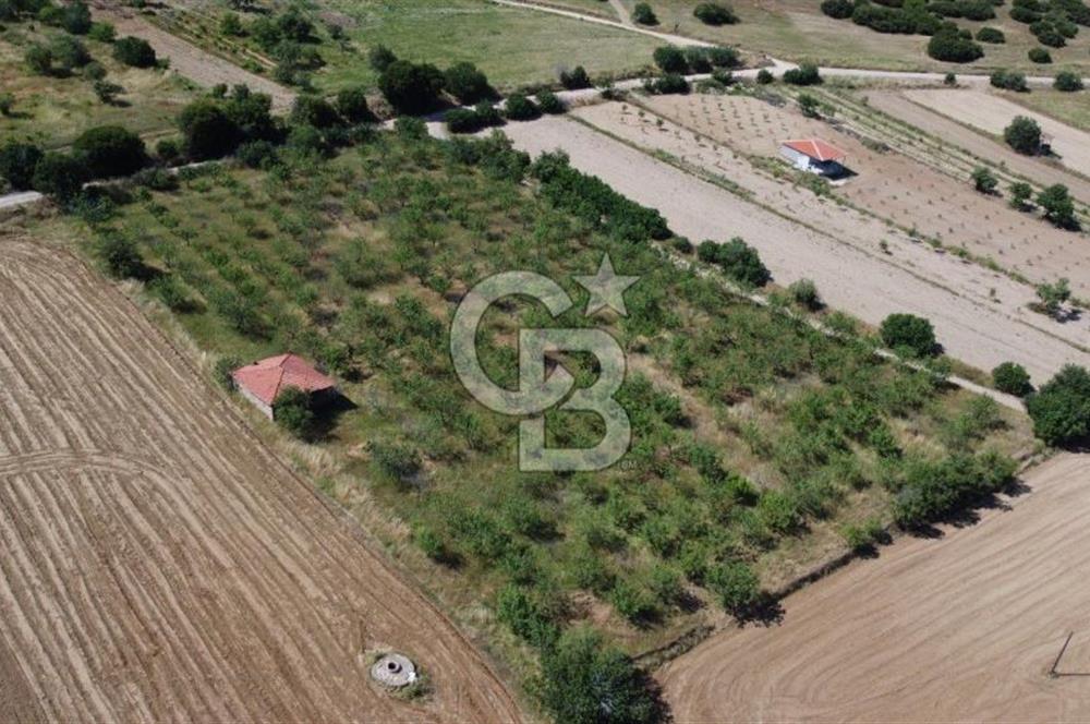 MANİSA KULA ZAFERİYE’DE 9217 m² BADEM BAHÇESİ