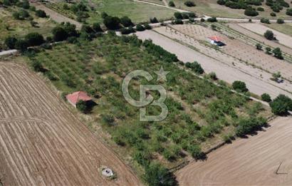 MANİSA KULA ZAFERİYE’DE 9217 m² BADEM BAHÇESİ