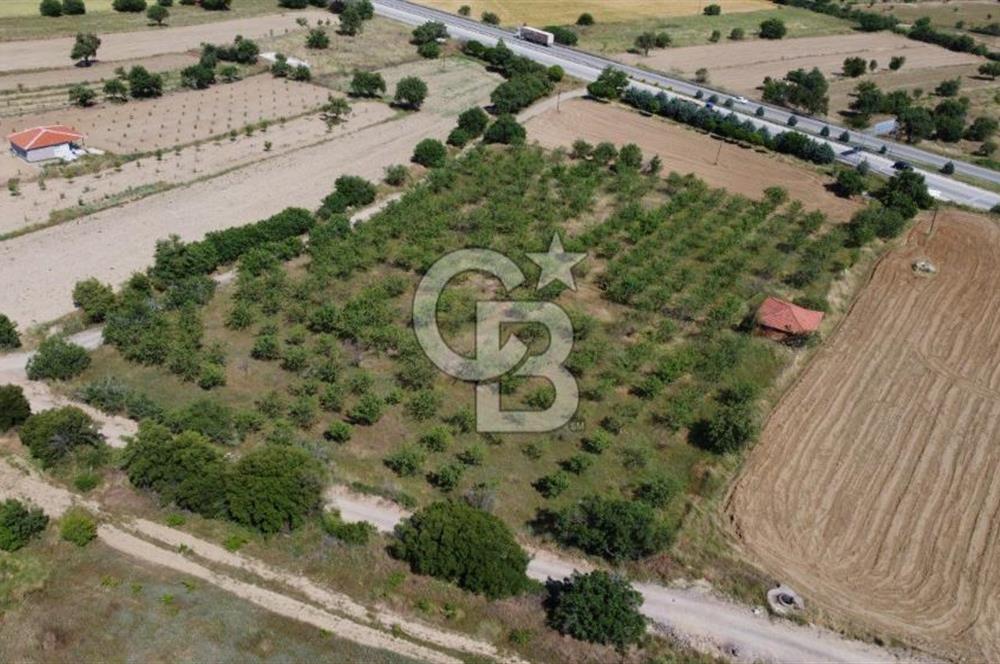 MANİSA KULA ZAFERİYE’DE 9217 m² BADEM BAHÇESİ