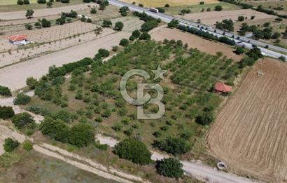 MANİSA KULA ZAFERİYE’DE 9217 m² BADEM BAHÇESİ