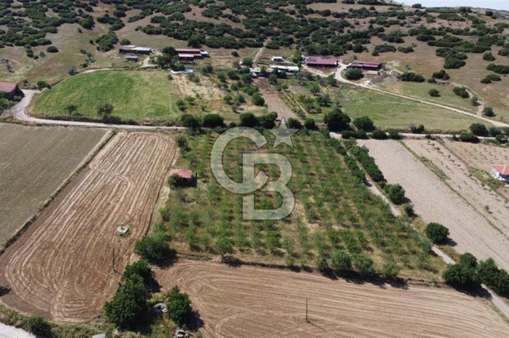 MANİSA KULA ZAFERİYE’DE 9217 m² BADEM BAHÇESİ