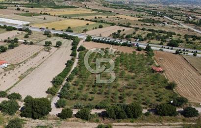 MANİSA KULA ZAFERİYE’DE 9217 m² BADEM BAHÇESİ