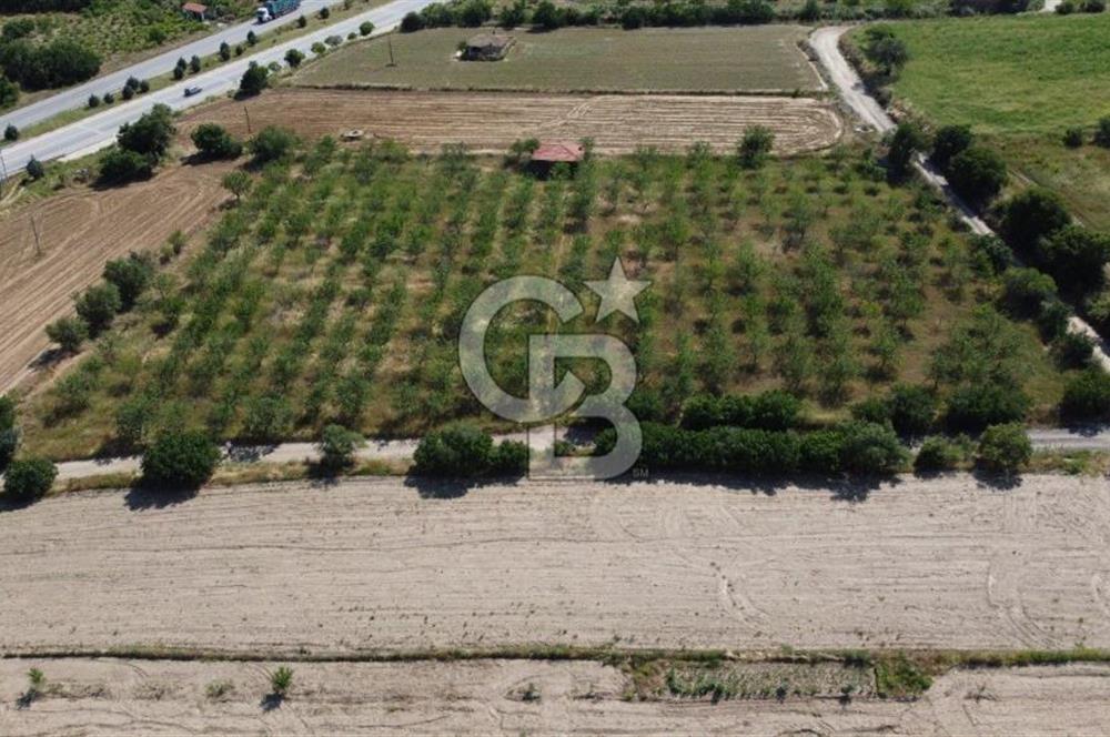 MANİSA KULA ZAFERİYE’DE 9217 m² BADEM BAHÇESİ