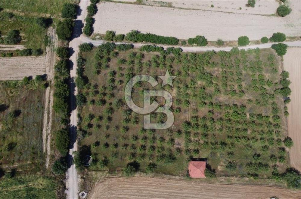 MANİSA KULA ZAFERİYE’DE 9217 m² BADEM BAHÇESİ