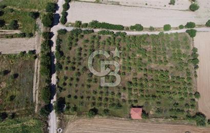 MANİSA KULA ZAFERİYE’DE 9217 m² BADEM BAHÇESİ