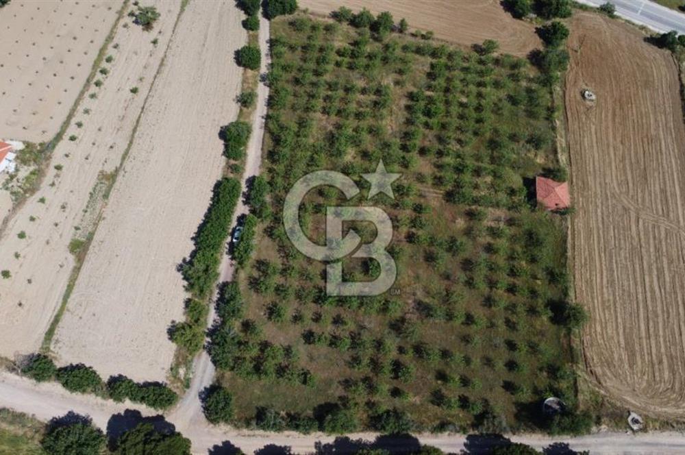 MANİSA KULA ZAFERİYE’DE 9217 m² BADEM BAHÇESİ