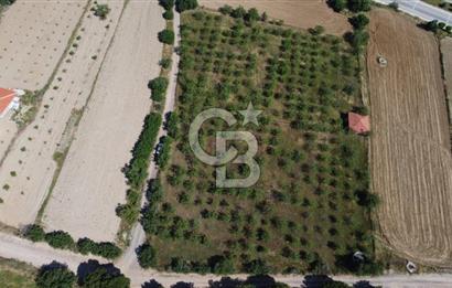 MANİSA KULA ZAFERİYE’DE 9217 m² BADEM BAHÇESİ