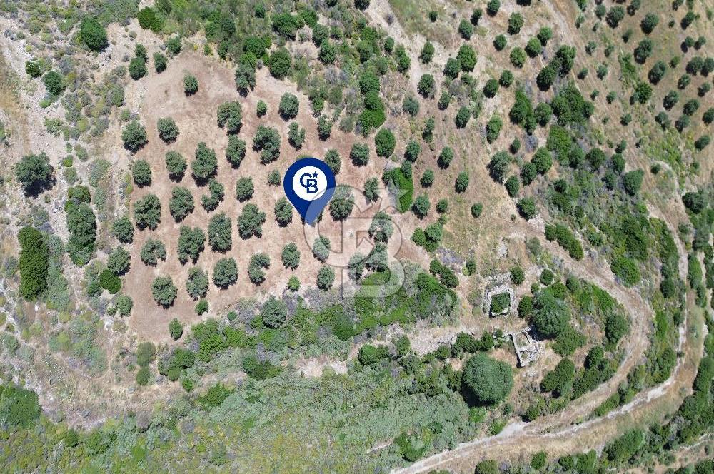 Sarpıncık'ta 5437 m² Yatırımlık Tarla&Üzüm Bağı