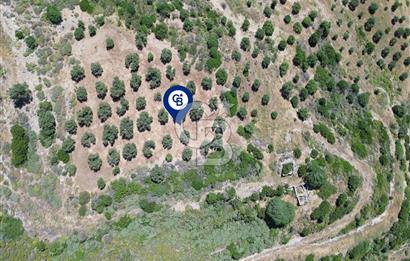 Sarpıncık'ta 5437 m² Yatırımlık Tarla&Üzüm Bağı