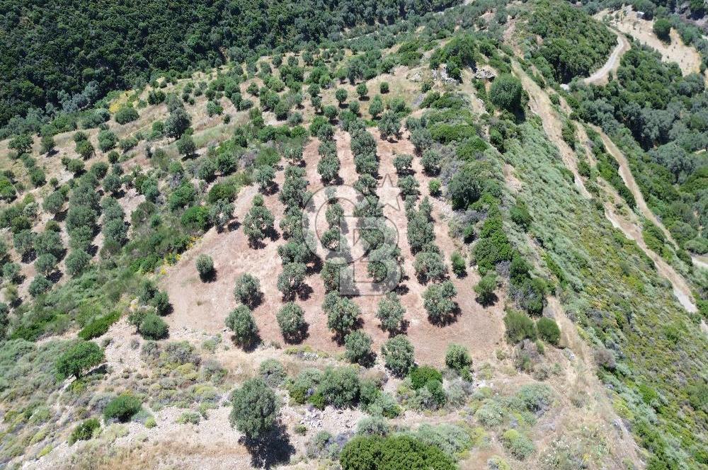 Sarpıncık'ta 5437 m² Yatırımlık Tarla&Üzüm Bağı
