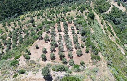 Sarpıncık'ta 5437 m² Yatırımlık Tarla&Üzüm Bağı
