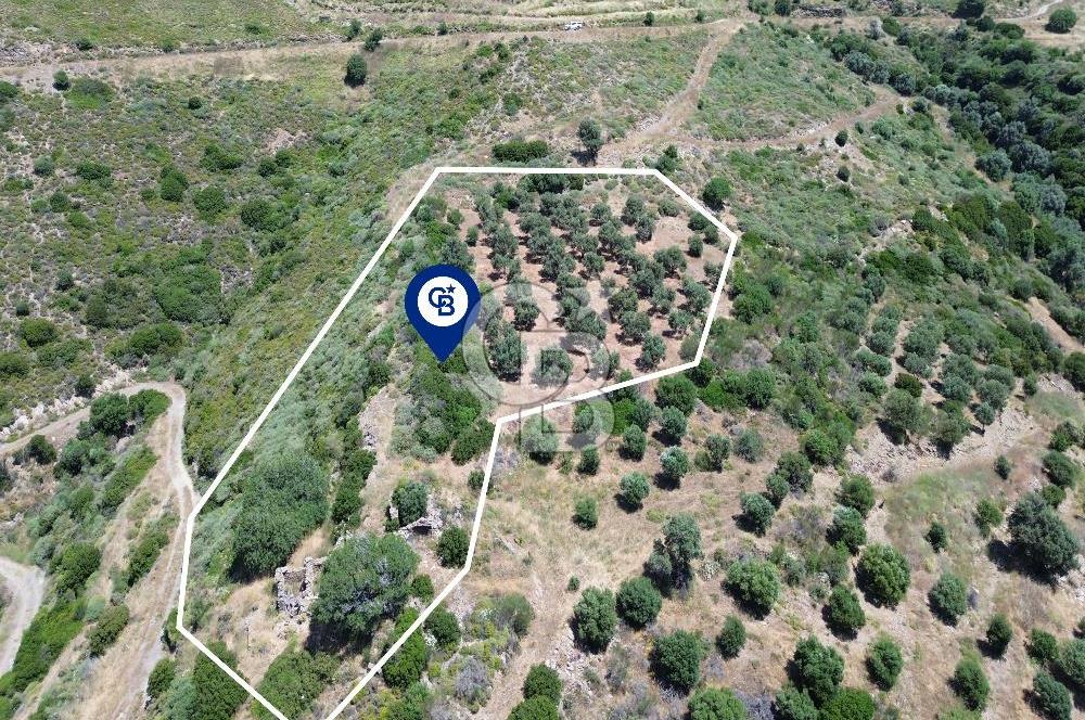 Sarpıncık'ta 5437 m² Yatırımlık Tarla&Üzüm Bağı