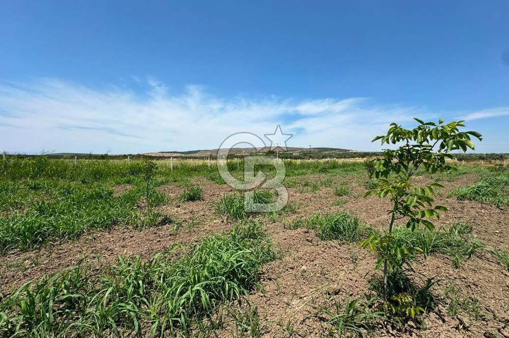 MENEMEN TÜRKELLİ SATILIK TARLA SU VE ÇİTİ MEVCUTTUR 3,300M2