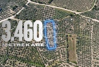 Gemlik Gençali'de Kadastral Yola Cephe Ana Yola Yakın Zeytinlik - 3 - 351755
