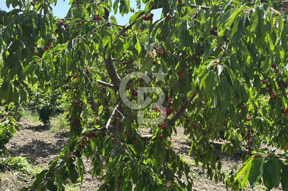 İzmir’de Satılık 2.875 m² Müstakil Tapulu Bağ & Bahçe Arsası | Yolu ve Suyu Hazır