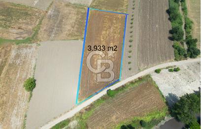 MUDANYA BALABANCIK'ta FIRSAT FİYATLI 3.933 m2 TARLA