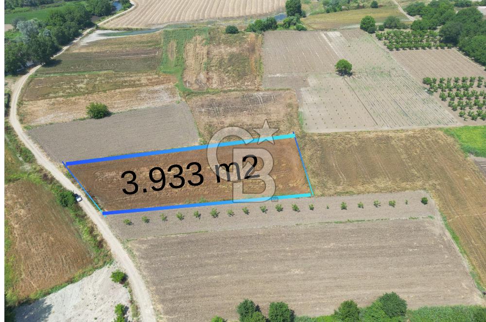 MUDANYA BALABANCIK'ta FIRSAT FİYATLI 3.933 m2 TARLA