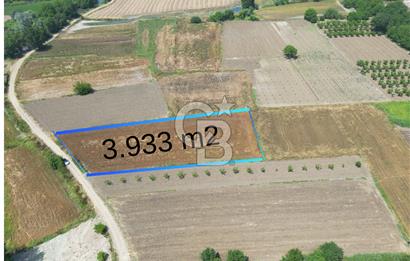 MUDANYA BALABANCIK'ta FIRSAT FİYATLI 3.933 m2 TARLA